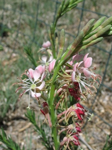 Oenothera suffrutescens